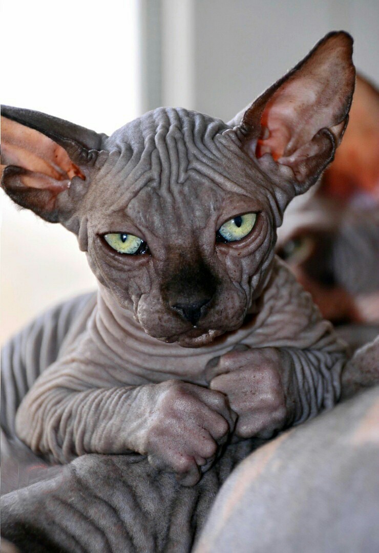 Alien - cat, Sphinx