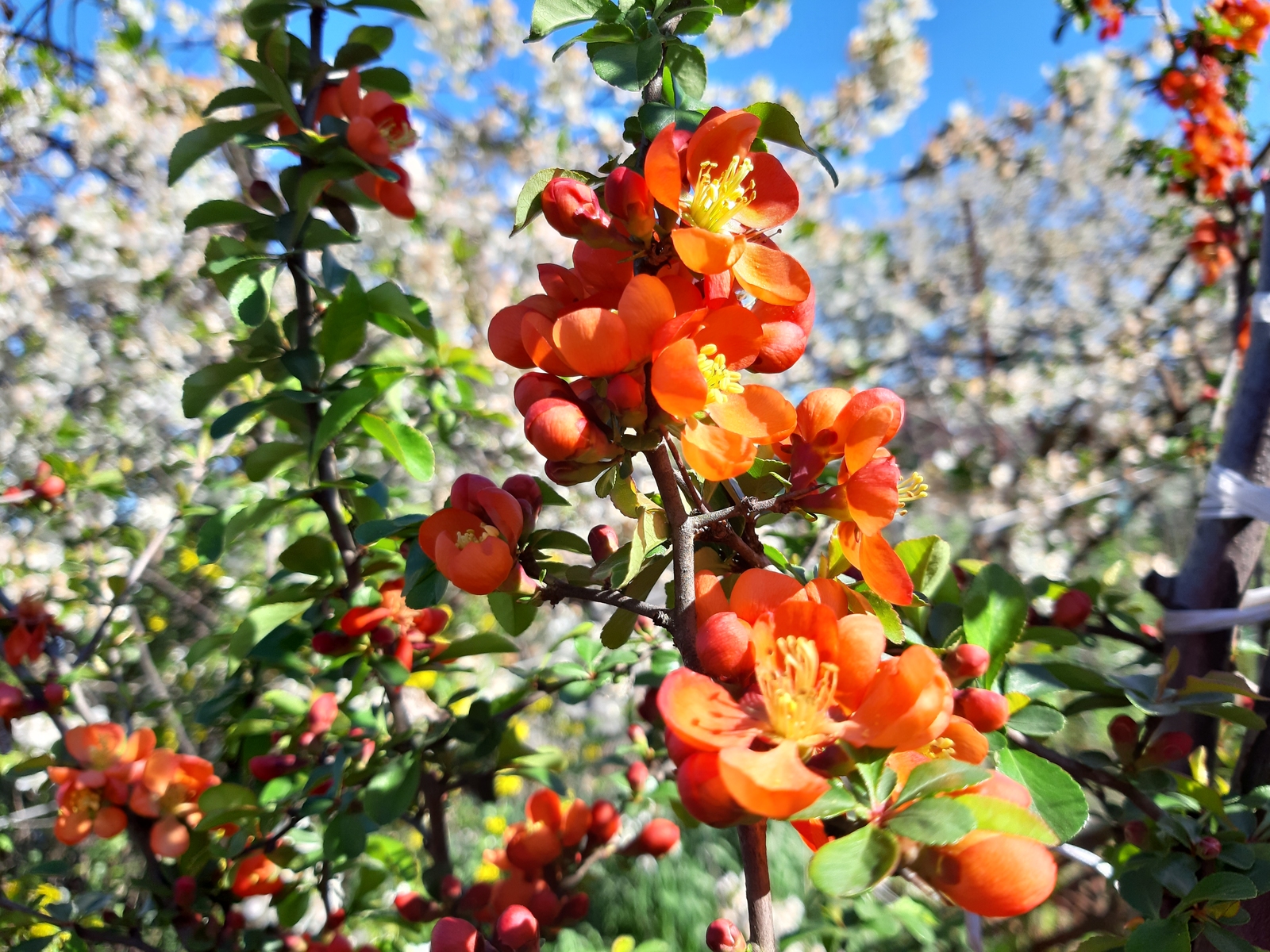 Японская оранжевые цветы айва