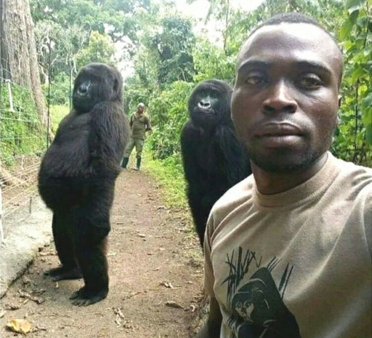 HSP|NEWS|Congo - Congo, news, Gorilla, Selfie