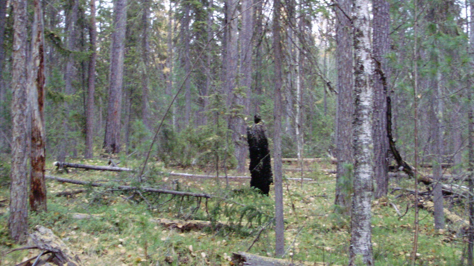 Hunting. - My, Longpost, Hunting, Work, Forest, Taiga, beauty, Liberty