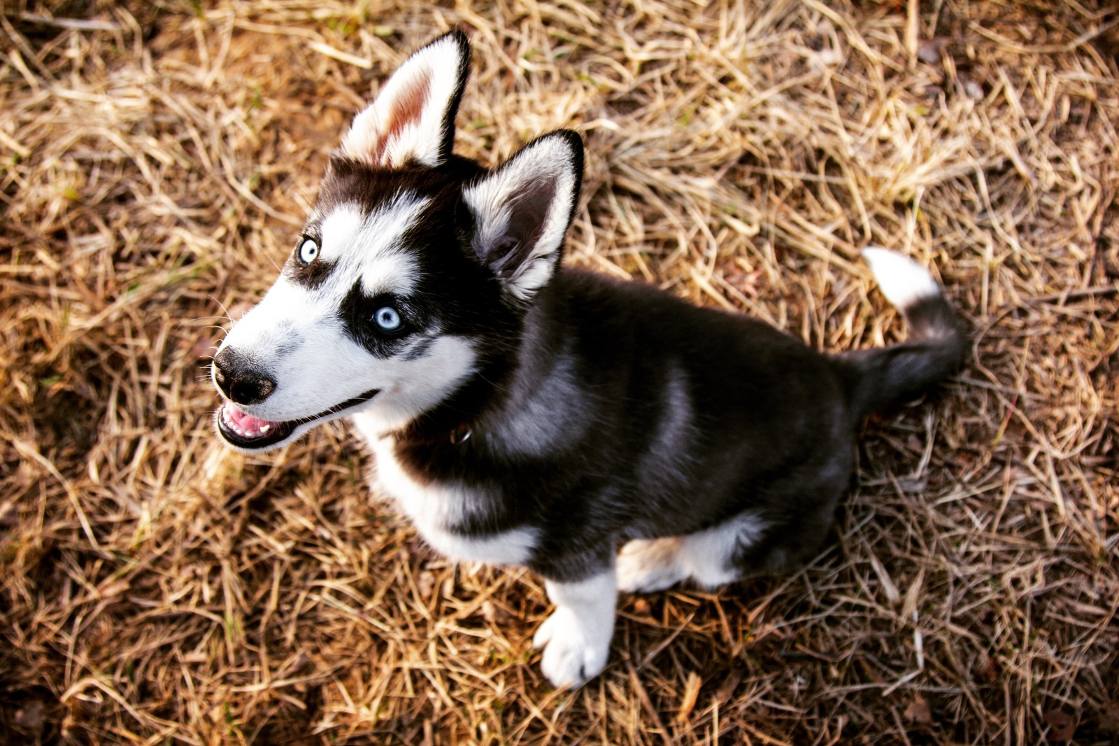 In my opinion, the coolest dog breed - My, Husky, Spinning top, Longpost, Dog