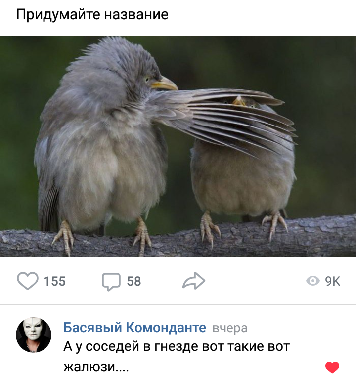 Comment - Screenshot, Blinds, Birds