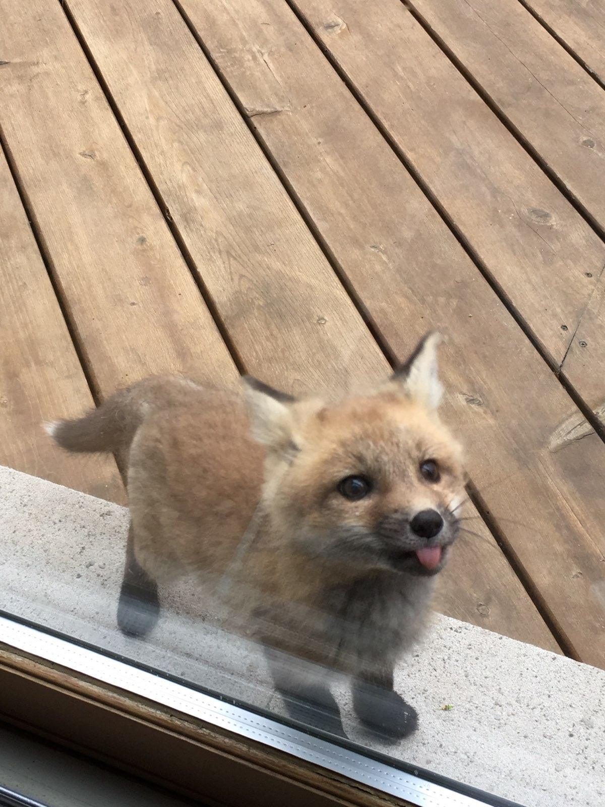 I have guests today - Fox, Animals, Reddit, The photo, Longpost