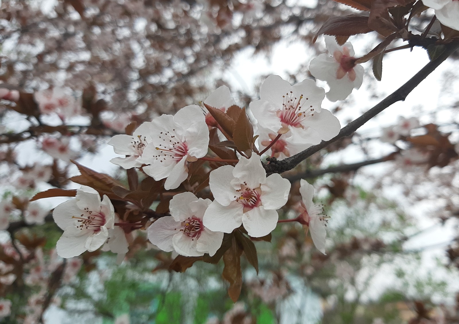 Blooming streets - My, Spring, The photo, Bloom, Longpost