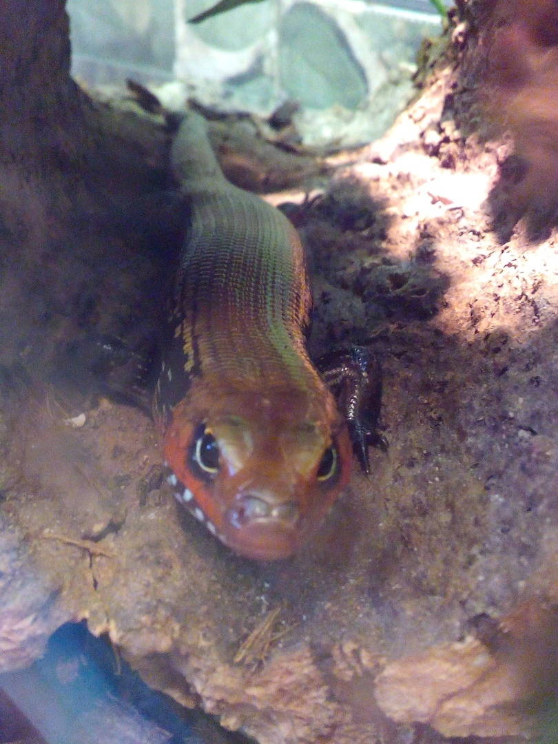 Fire skink. - My, Saint Petersburg, , The photo, Animals, Longpost