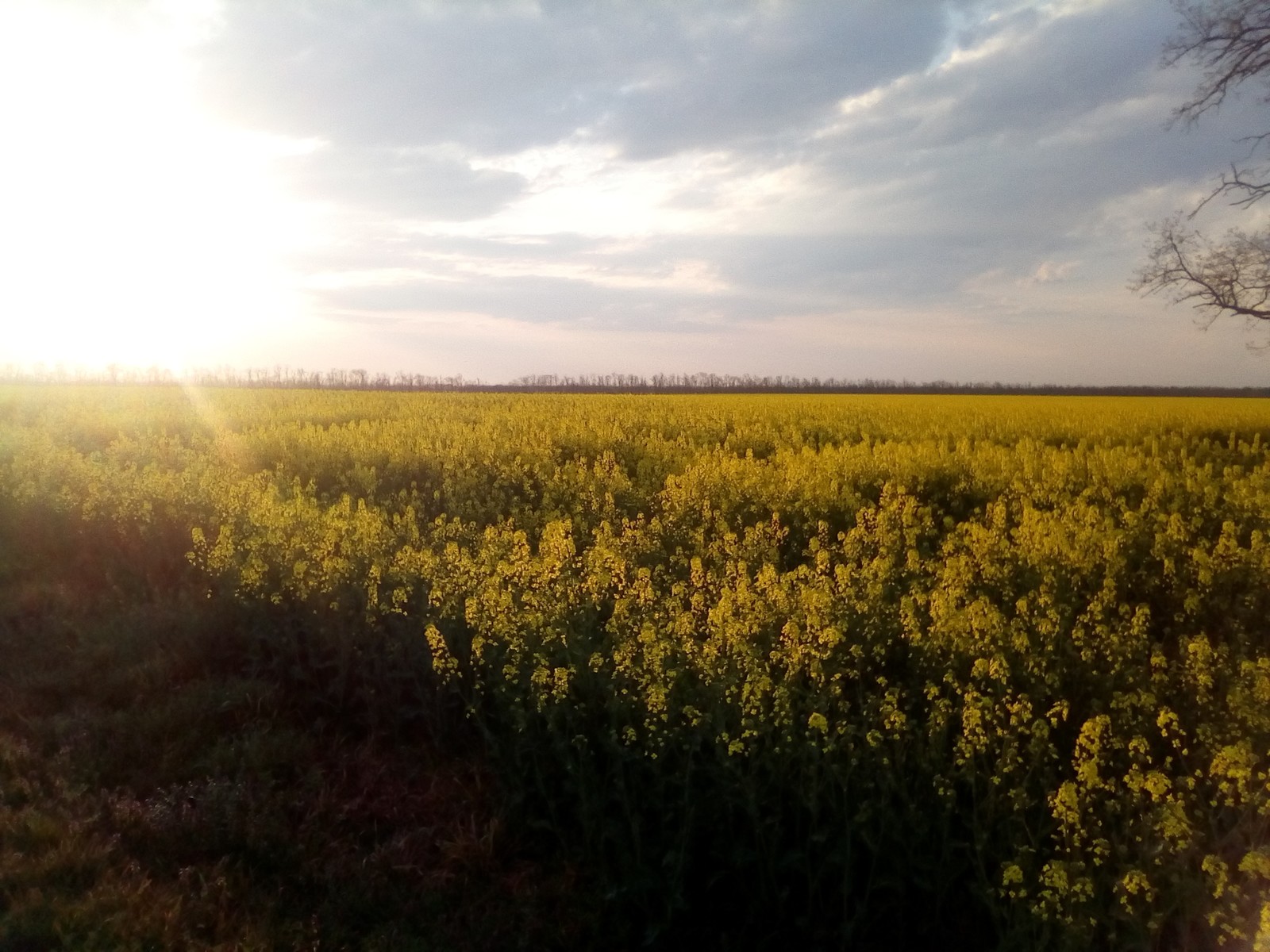 Rapeseed blooms - My, Colza, The photo