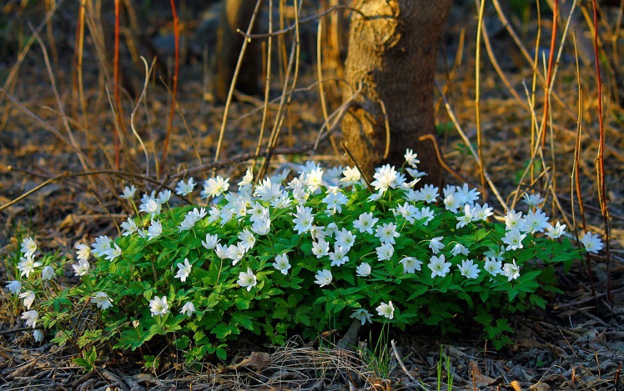 Spring flowers of my small Motherland - My, Spring, Wildflowers, Longpost