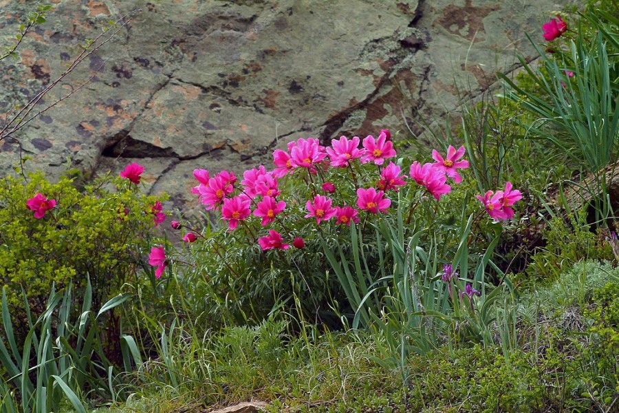 Spring flowers of my small Motherland - My, Spring, Wildflowers, Longpost