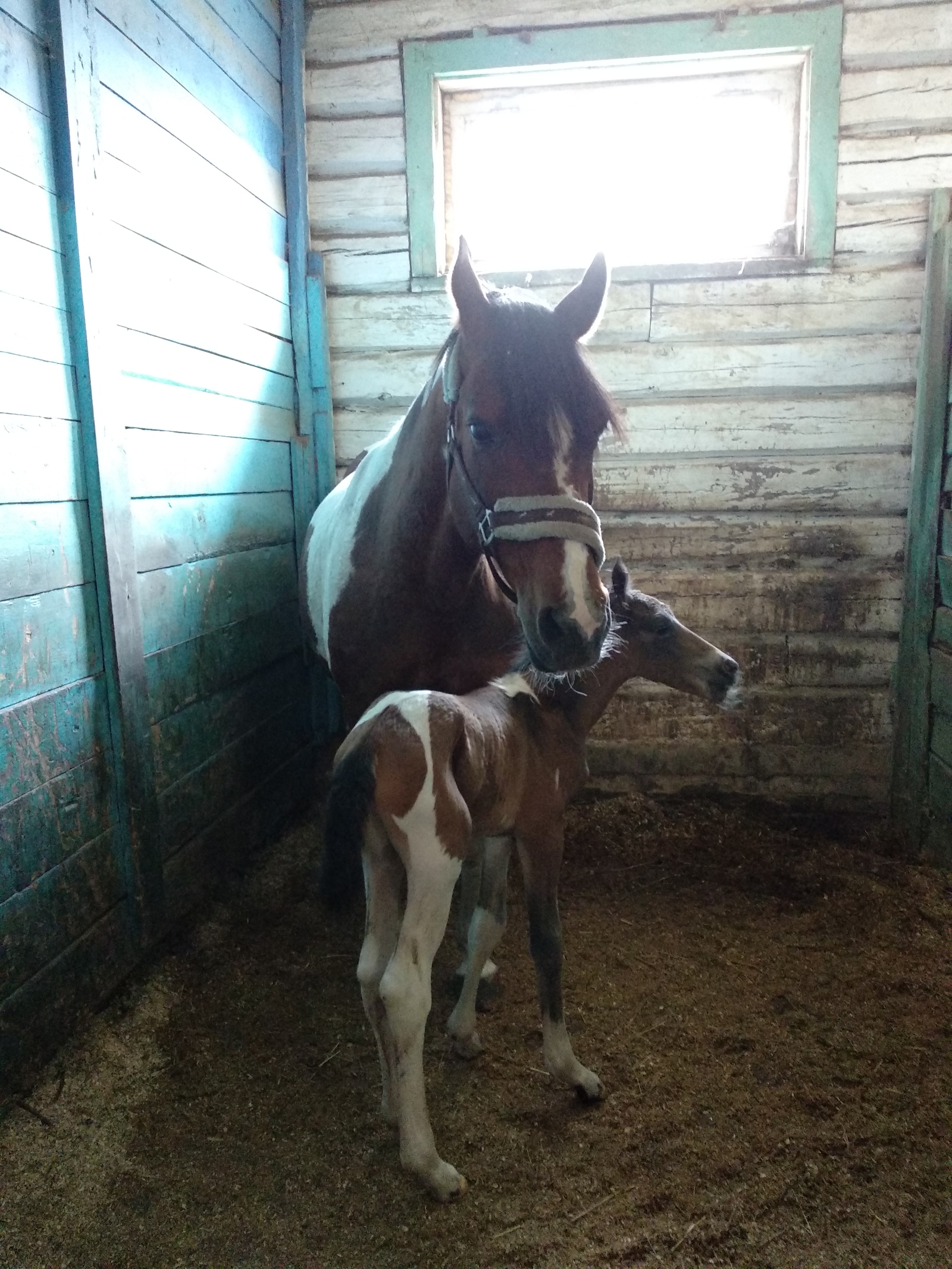 replenishment) - My, Horses, Foal, Video, Longpost