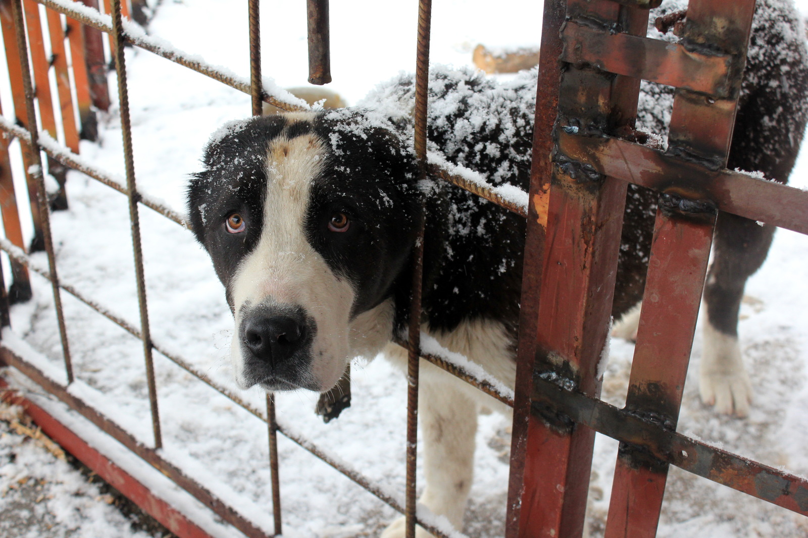 Puppy tester. - My, Dog, Aviary, Testing