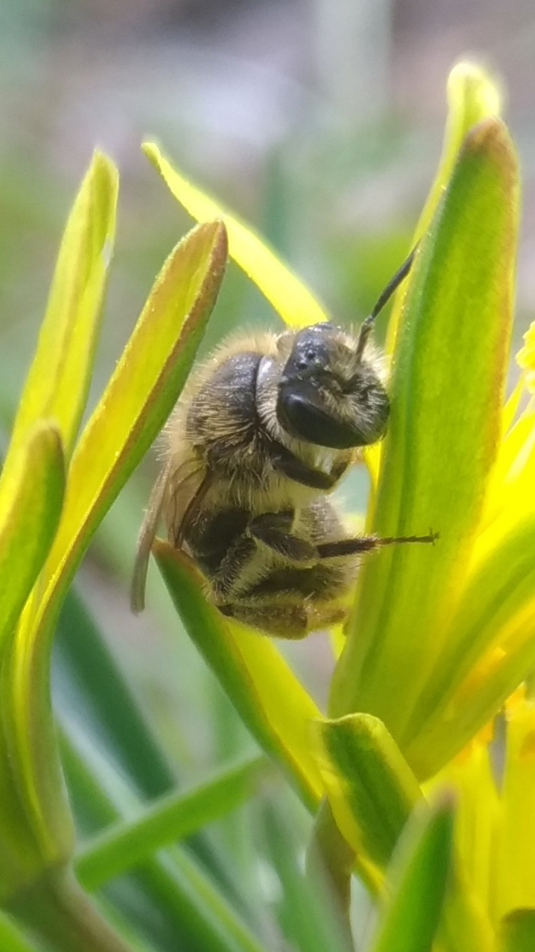 Bee - My, Camera, 