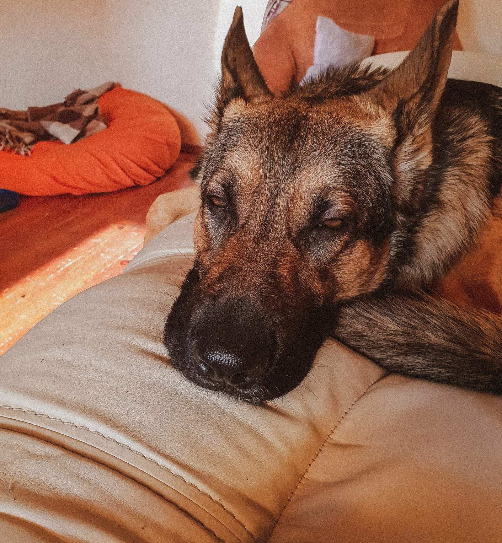 A very sad Tauren story. - My, German Shepherd, Dog, Stick, Video, GIF, Longpost