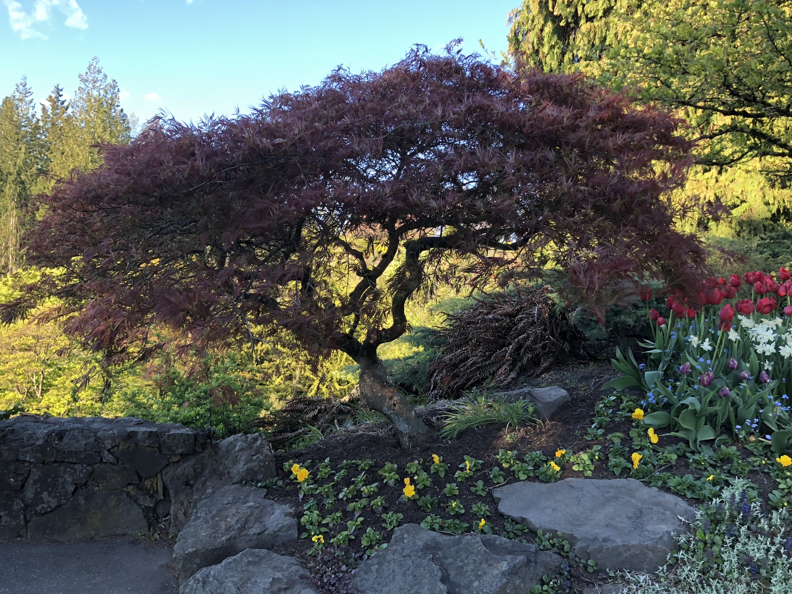 Queen Elizabeth Park, Vancouver, Canada - My, The park, Queen Elizabeth, Vancouver, Canada, Beautiful, The photo, Nature, sights, Longpost