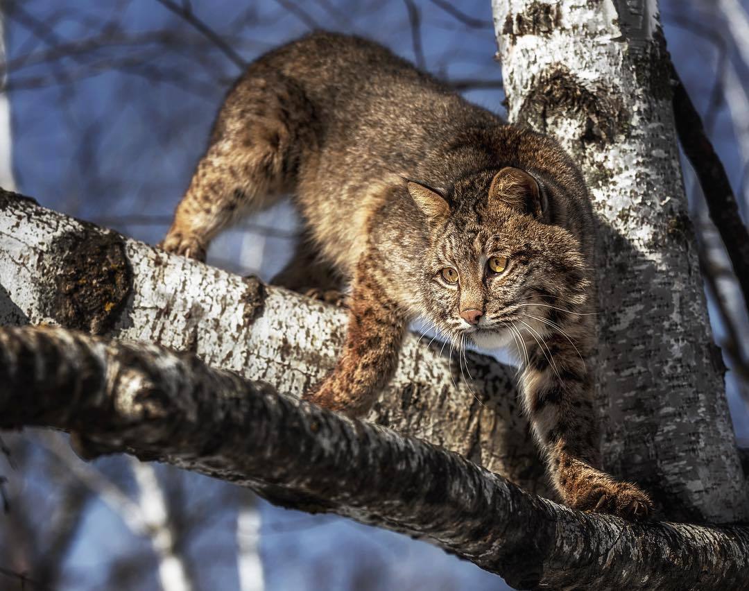 Lynx - Lynx, cat, beauty, Animals, Catomafia