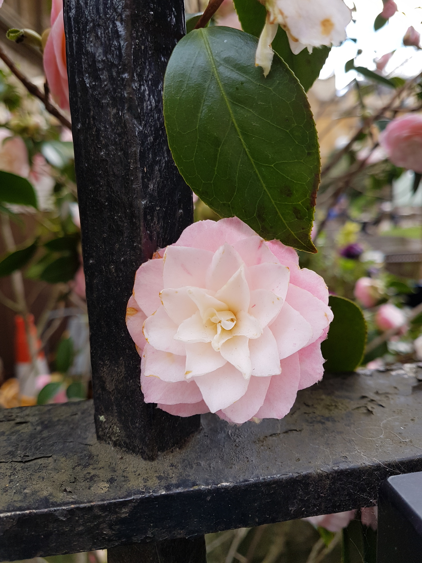 Camellia - a geometric miracle) - My, Flowers, Camellia, Longpost