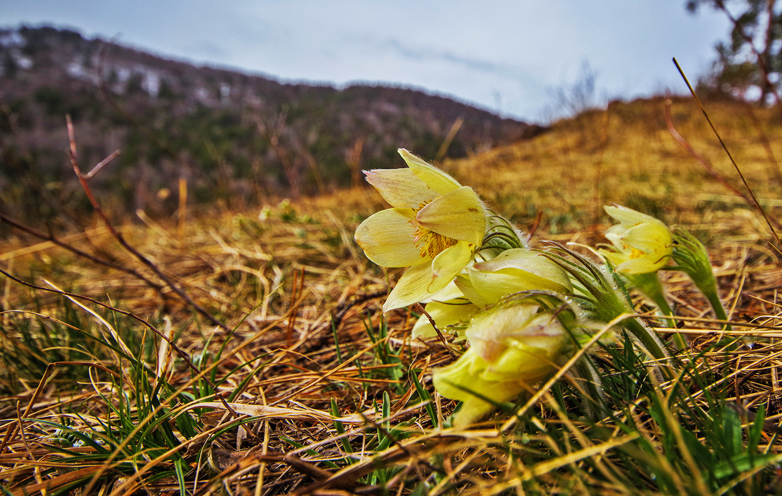 Damn, went for flowers! - My, Krasnoyarsk pillars, Flowers, The nature of Russia, Travels, Holidays in Russia, Adventures, The photo, Longpost