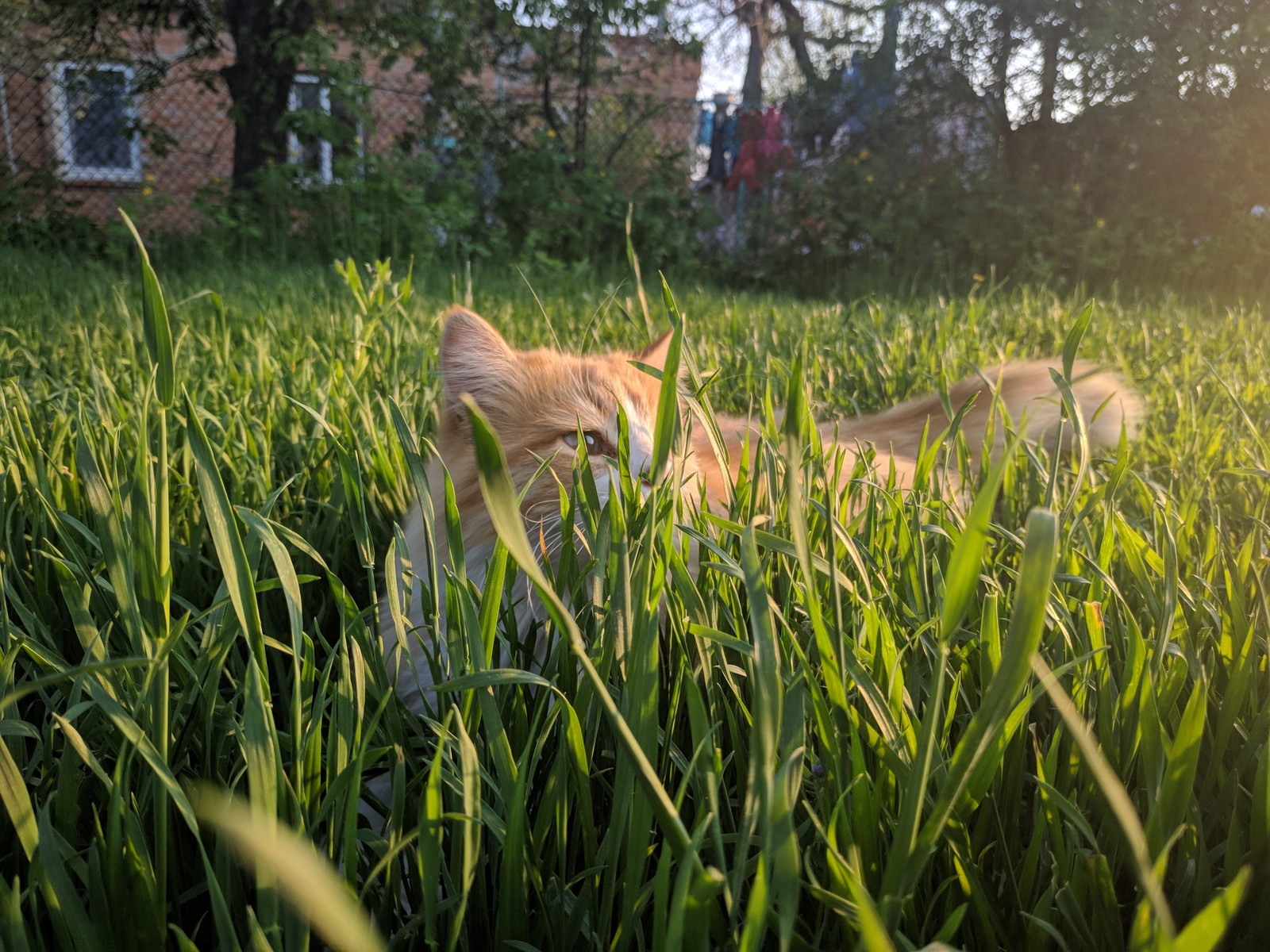 Relaxation - My, cat, Catomafia, Spring, Pets, Longpost