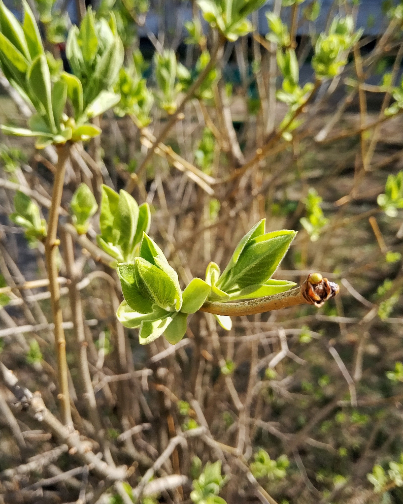 I am a young naturalist! - My, Spring, Bloom