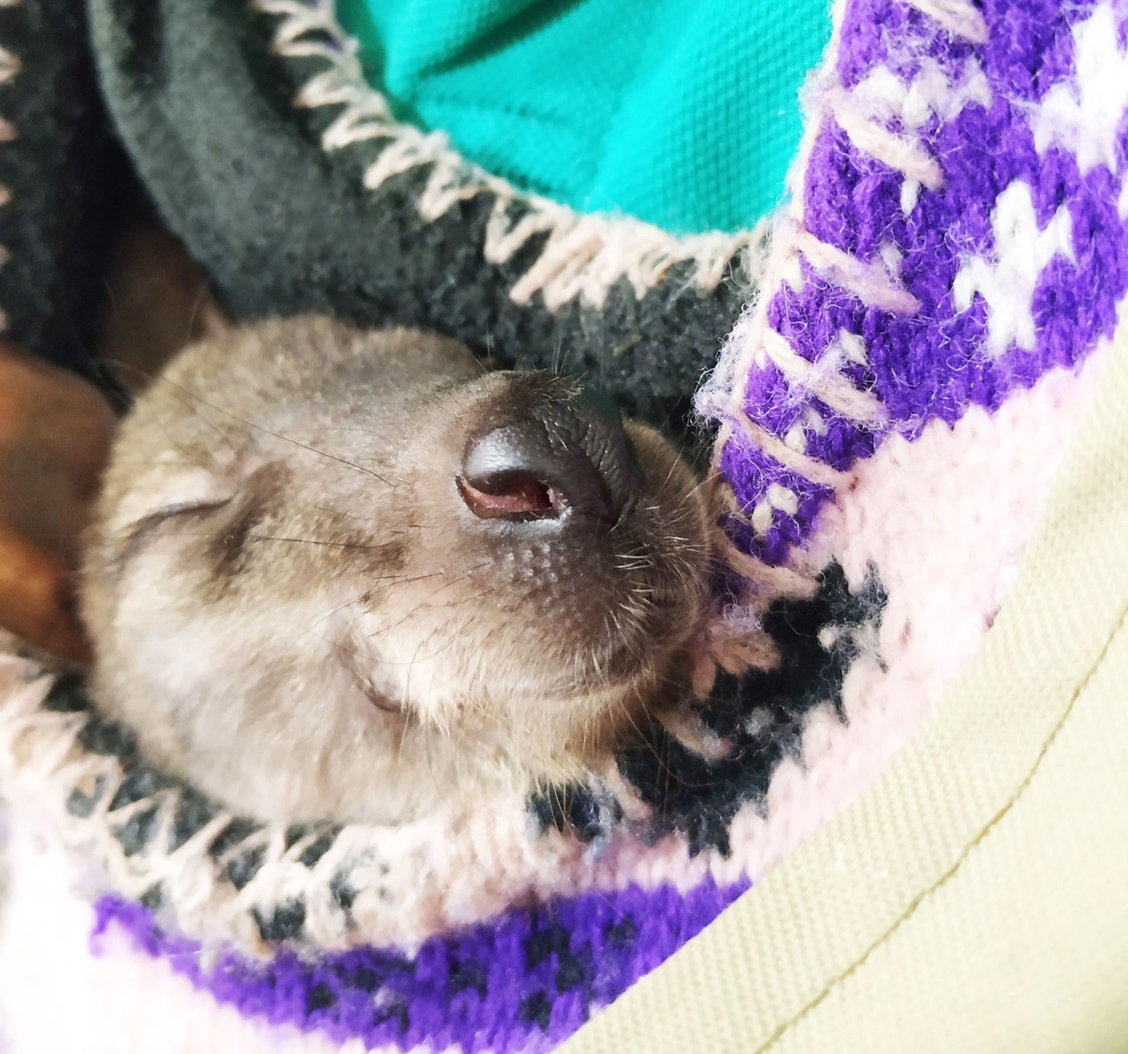 Kangaroo from a knitted bag - Kangaroo, Young, Milota, Foster family, Zoo, Leningrad Zoo