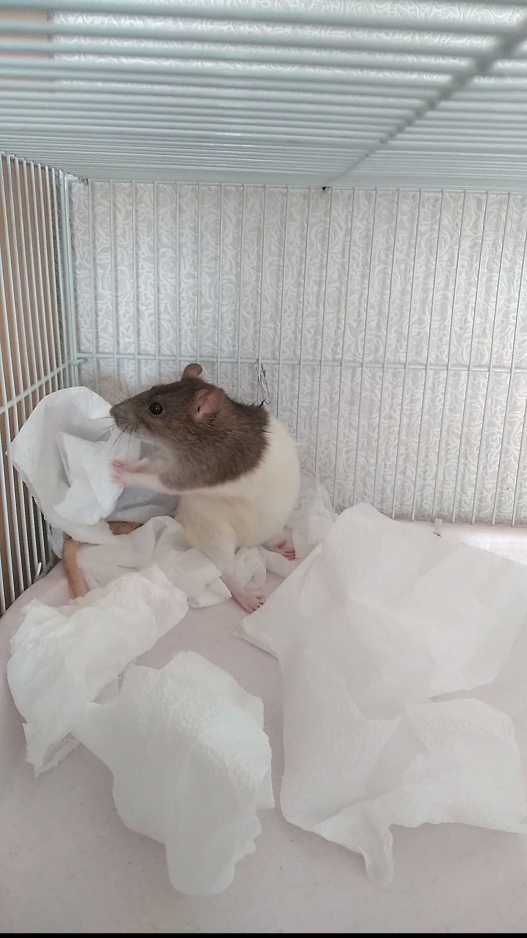 Rats are nesting - My, Decorative rats, Pets, Nest, Games, Milota, Longpost, Rat