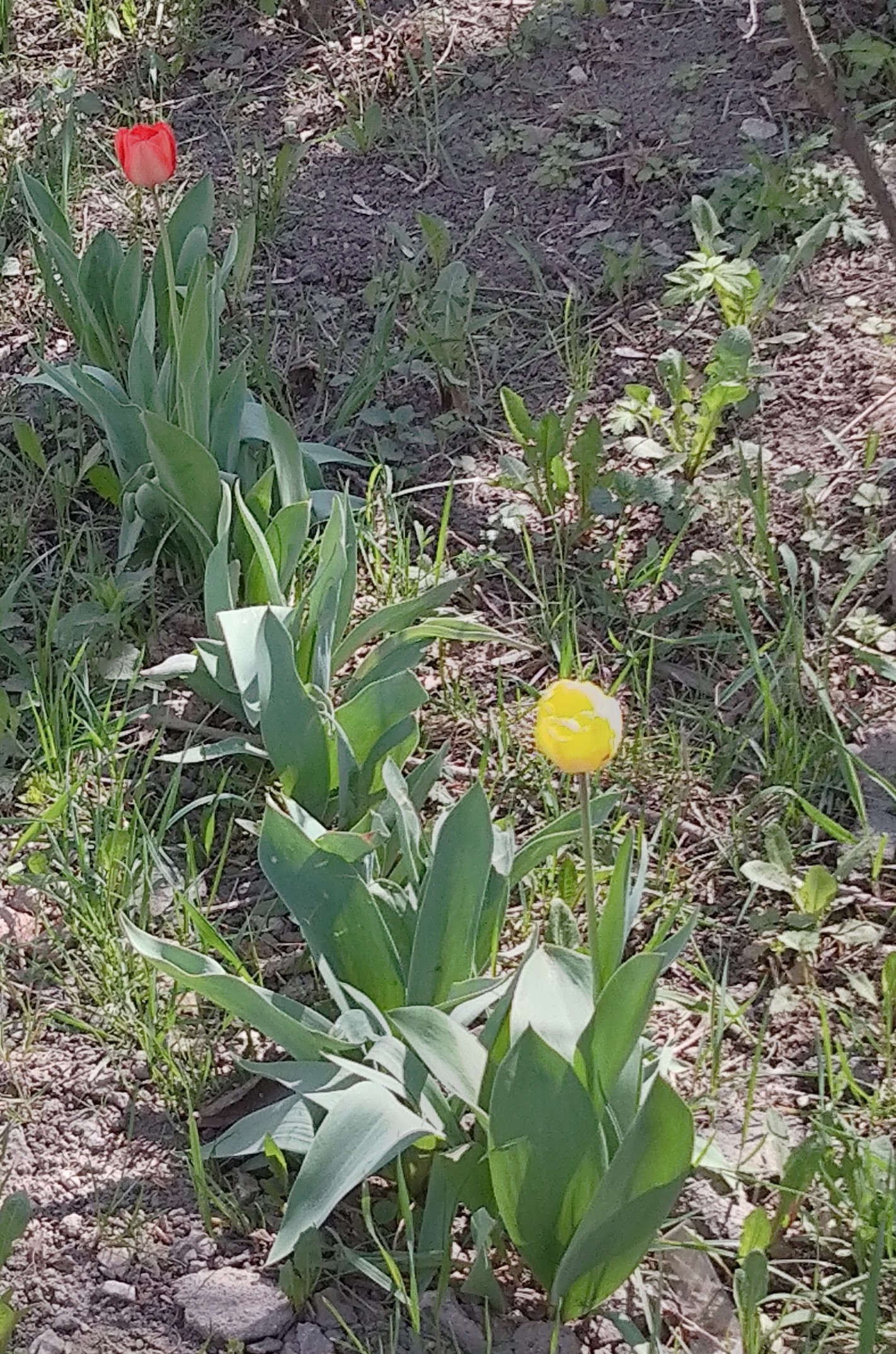 Primroses. - My, Spring, Подмосковье, Longpost