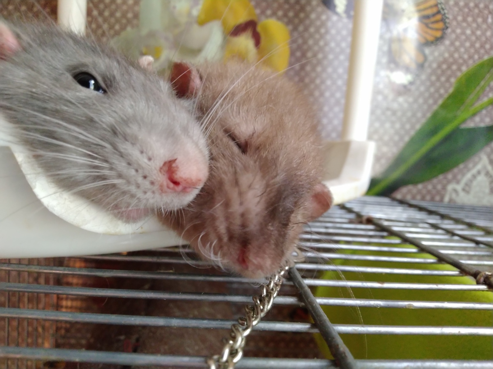 poor relative - My, Decorative rats, Rat, Nose, Longpost