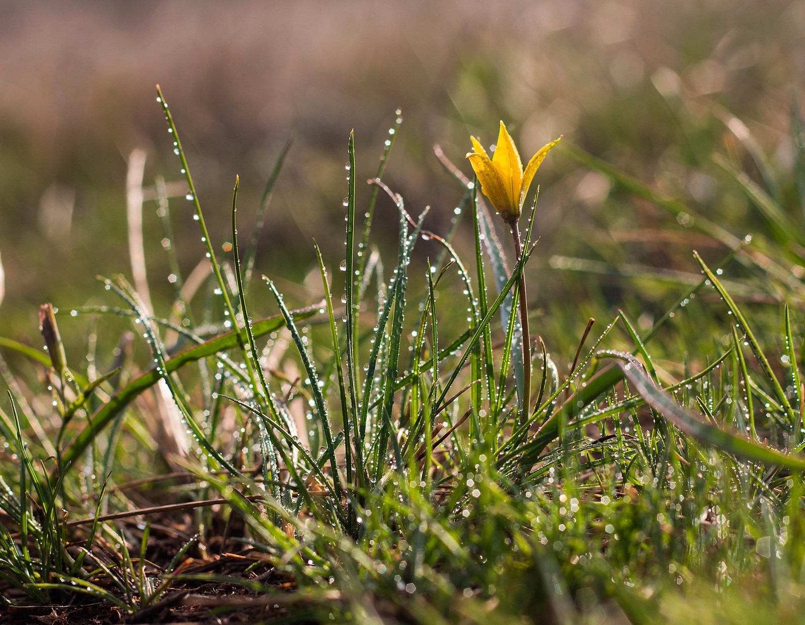 Yellow primroses. Goose Bow and Adonis - My, Flowers, Primroses, Spring, , Orenburg region, Red Book, Longpost, Yellow