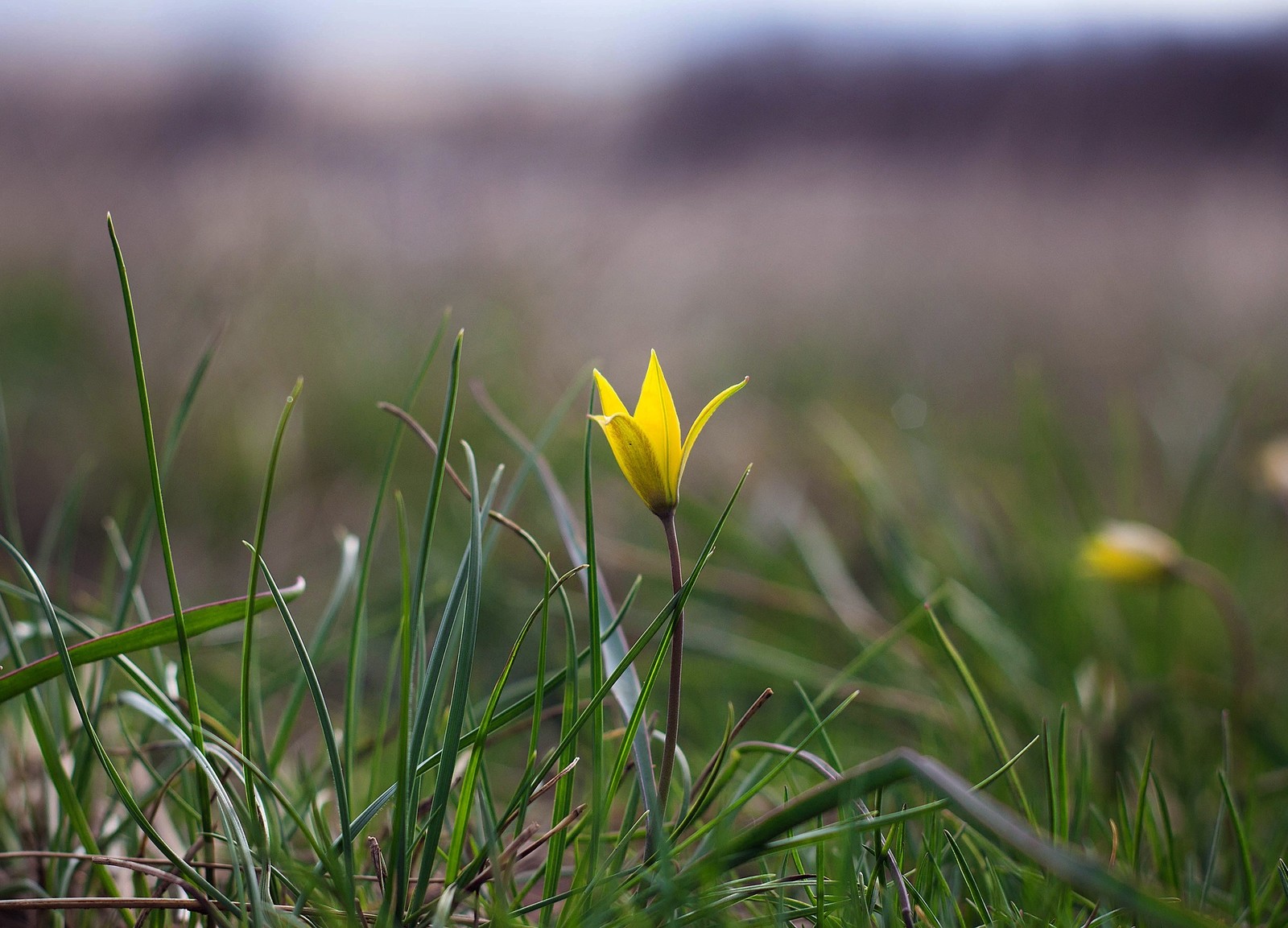 Yellow primroses. Goose Bow and Adonis - My, Flowers, Primroses, Spring, , Orenburg region, Red Book, Longpost, Yellow