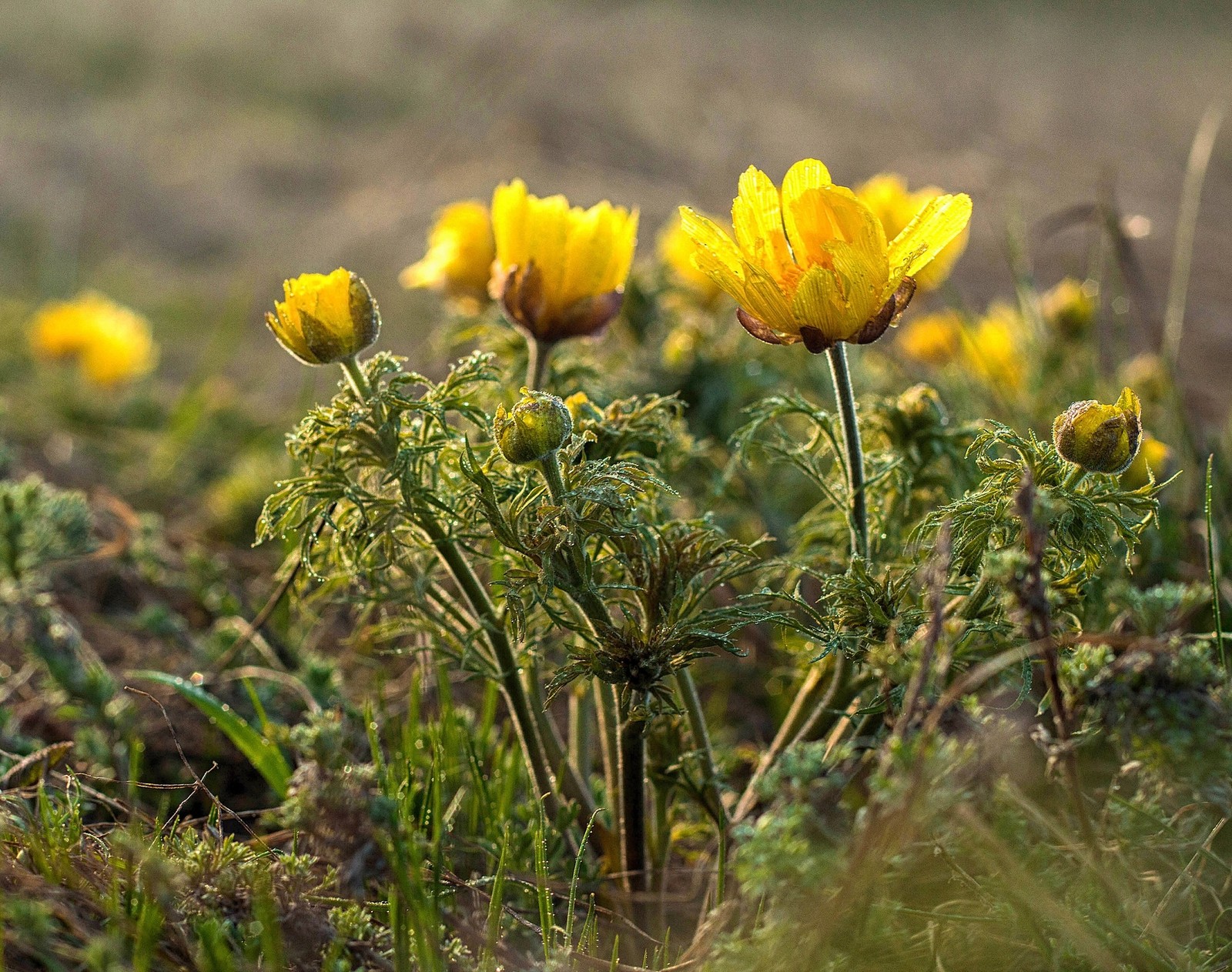 Yellow primroses. Goose Bow and Adonis - My, Flowers, Primroses, Spring, , Orenburg region, Red Book, Longpost, Yellow