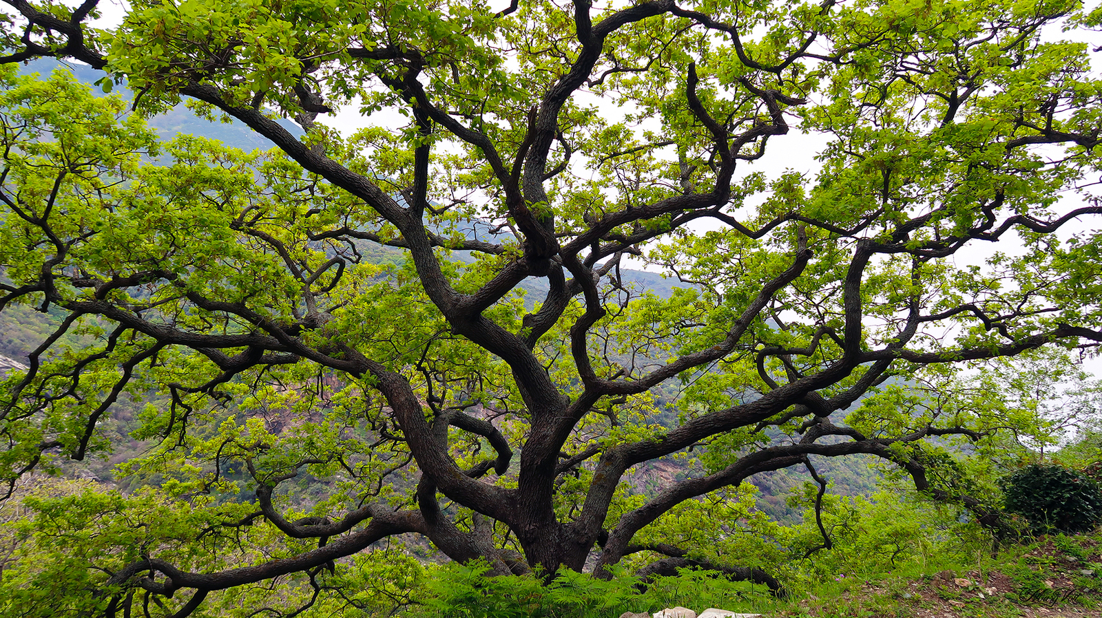 The beauties of southwestern Evia - My, Greece, Evia, Island, Nature, Video, Longpost