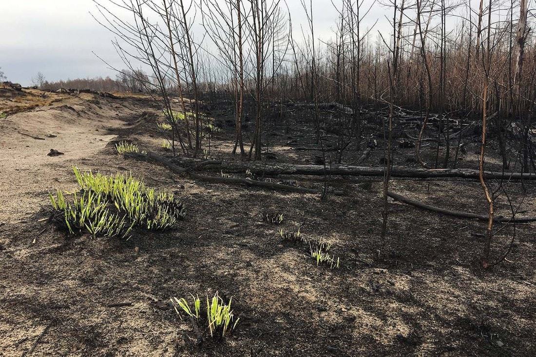 Forest after a 6-day fire - Fire, Forest, Republic of Belarus, Longpost