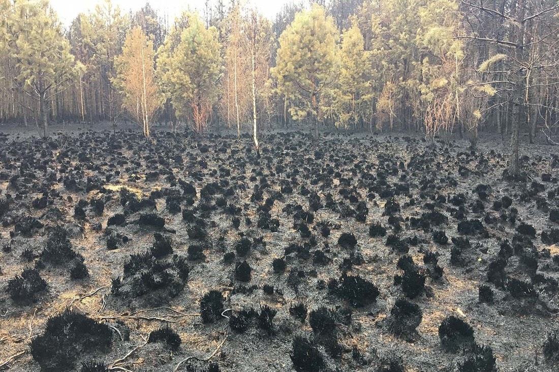 Forest after a 6-day fire - Fire, Forest, Republic of Belarus, Longpost