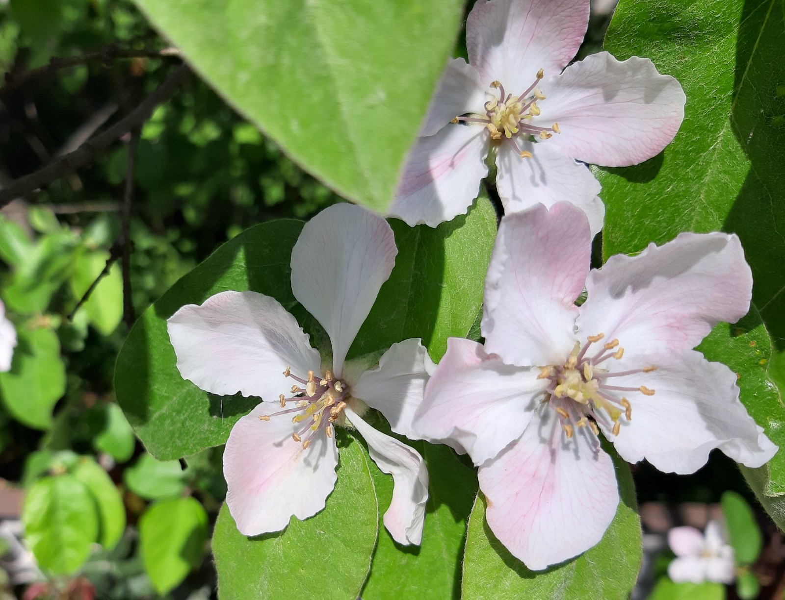 Quince blossomed - My, Quince, Bloom, Spring, Petals, Longpost