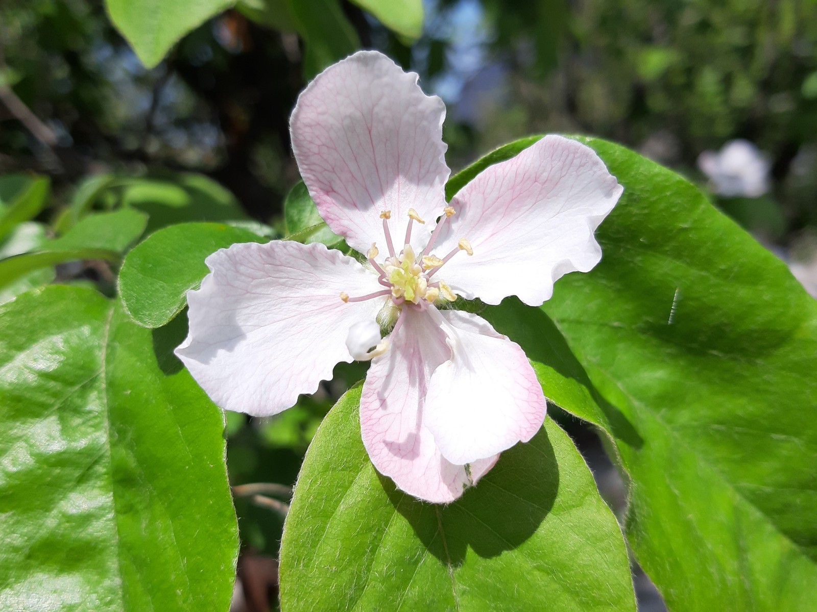 Quince blossomed - My, Quince, Bloom, Spring, Petals, Longpost