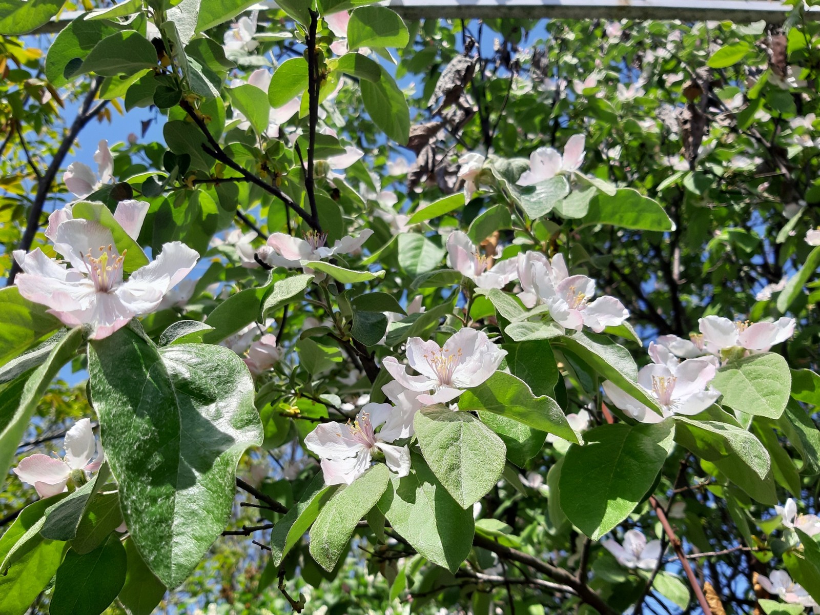 Quince blossomed - My, Quince, Bloom, Spring, Petals, Longpost