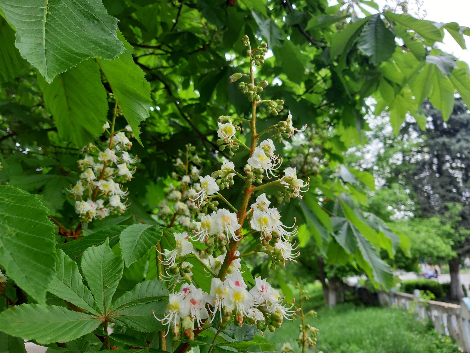 chestnut blossoms - My, Chestnut, Bloom, Spring, Longpost