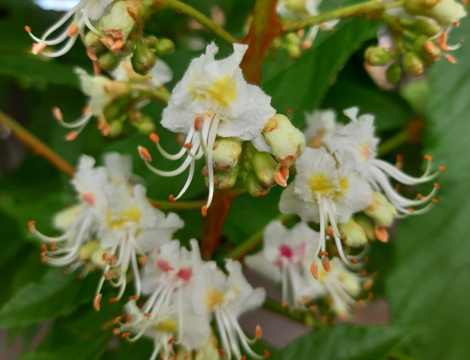 chestnut blossoms - My, Chestnut, Bloom, Spring, Longpost