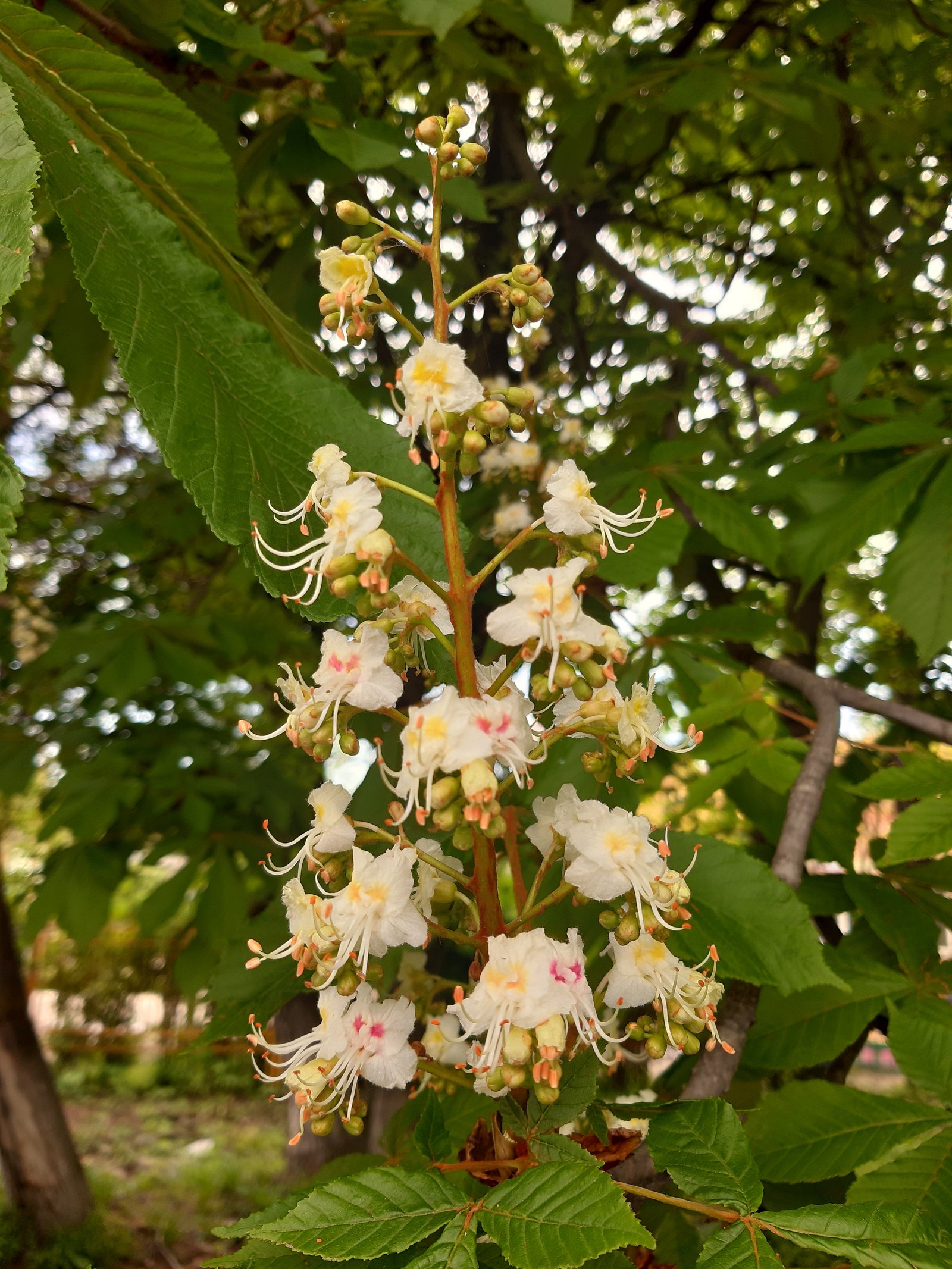 chestnut blossoms - My, Chestnut, Bloom, Spring, Longpost