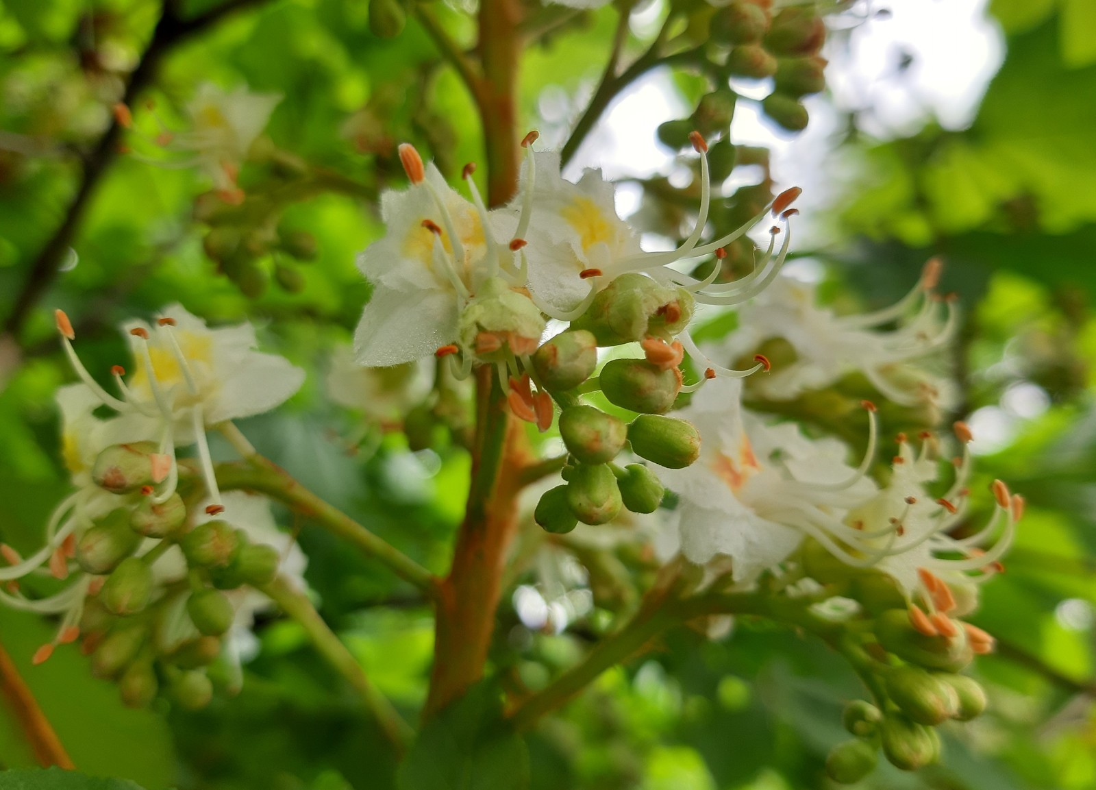 chestnut blossoms - My, Chestnut, Bloom, Spring, Longpost