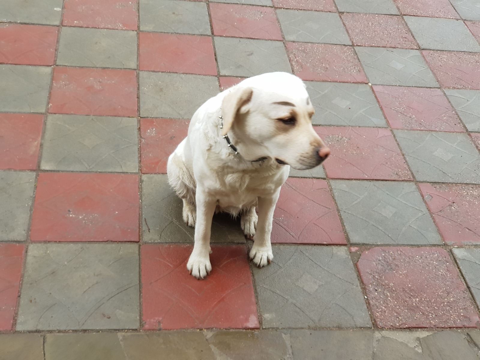 EyebrowDog - My, Dog, Brows, Labrador, Sight, Longpost