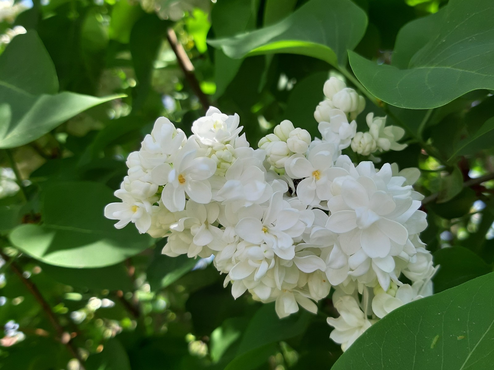 White wonder of nature - My, Lilac, Bloom, Spring, Longpost