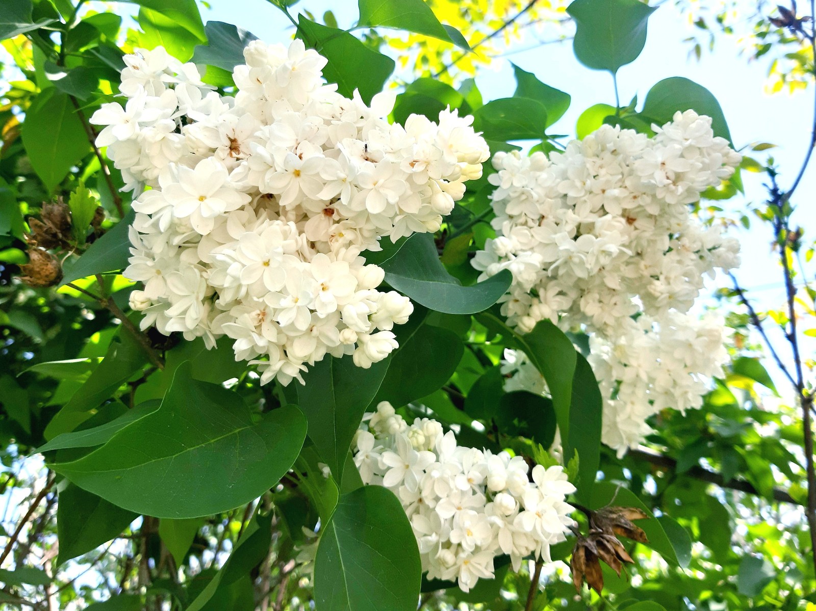 White wonder of nature - My, Lilac, Bloom, Spring, Longpost