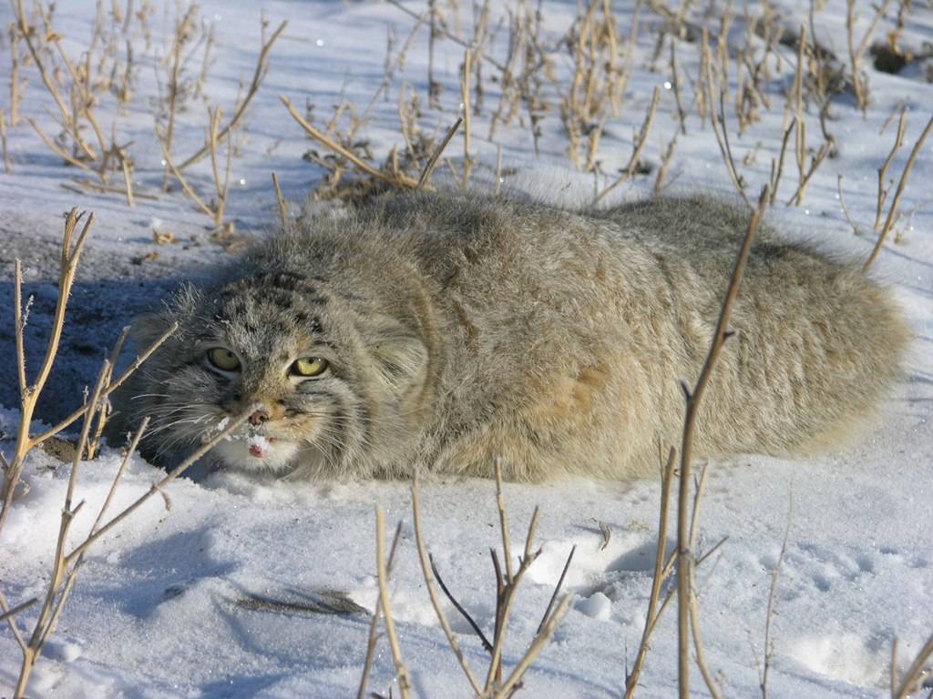 Палласов кот или карликовые ушки - Длиннопост, Манул, Кот, Забайкалье, Погладь кота