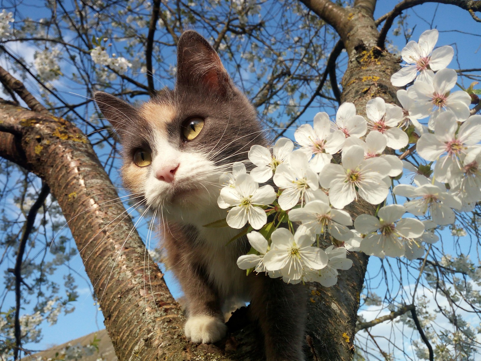 Spring came - My, cat, Spring