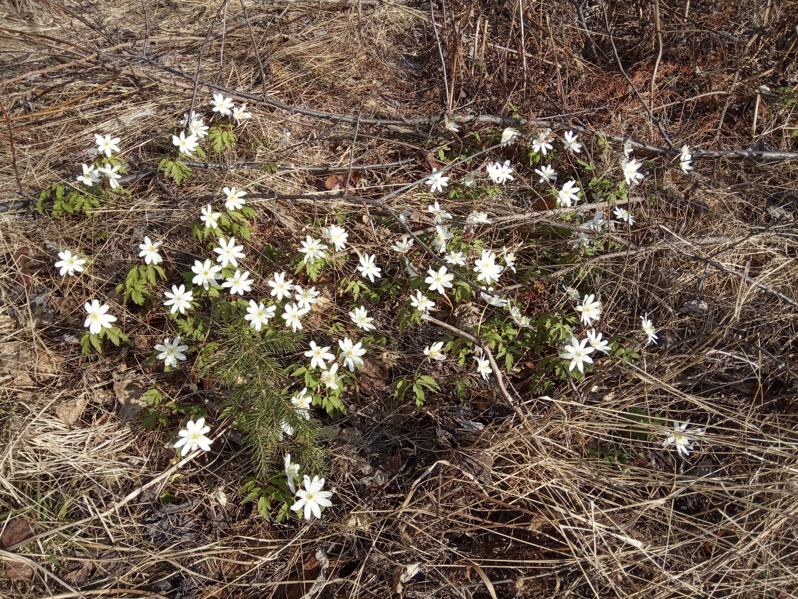 And we have spring - My, Spring, Snowdrops, Longpost, Snowdrops flowers