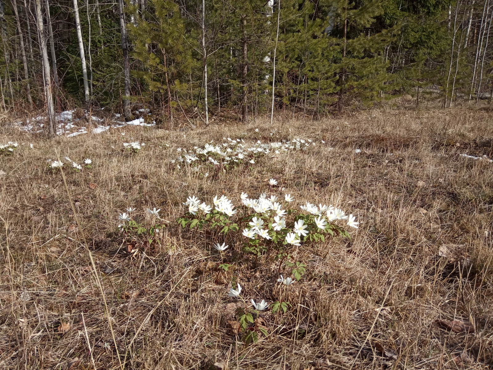 And we have spring - My, Spring, Snowdrops, Longpost, Snowdrops flowers