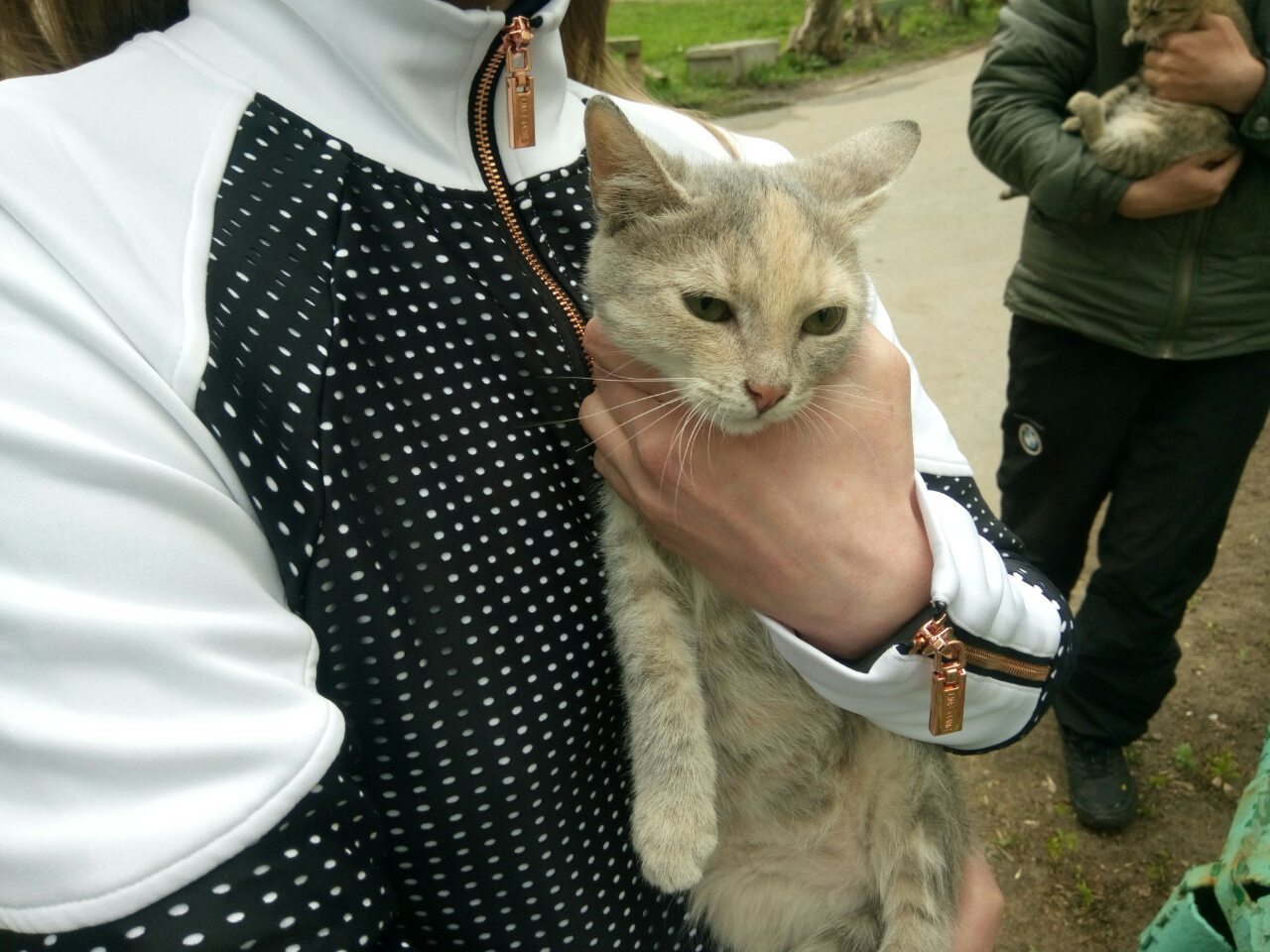 Cats of Nizhny Novgorod - My, Kittens, Nizhny Novgorod, In good hands, Good people, Animals, Longpost, cat