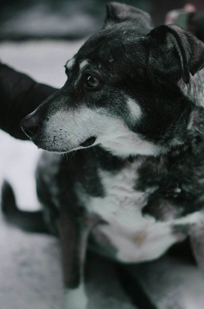 The dog and its future owner - My, Animal shelter, Shelter Rzhevka, Saint Petersburg, Longpost, Volunteering, Video, Dog, No rating