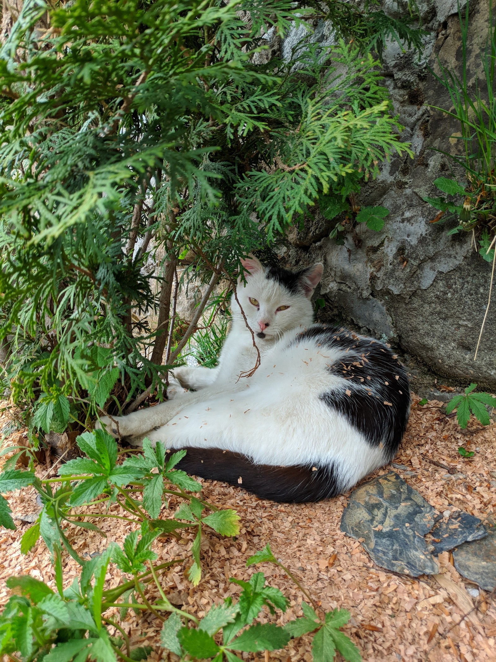 Lake Master - My, Longpost, cat, Catomafia, Nature, beauty of nature