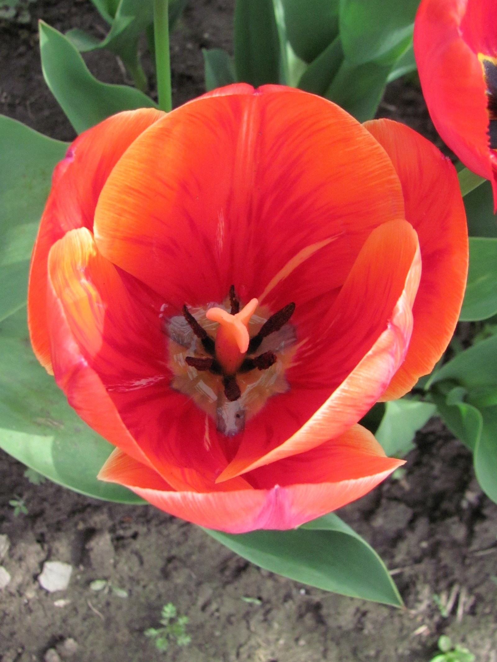 tulip paradise - My, Tulips, Bloom, Spring, Longpost